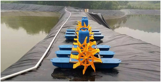 标准化锦鲤养殖塘采用复合蜜桃永久免费膜防渗的优势