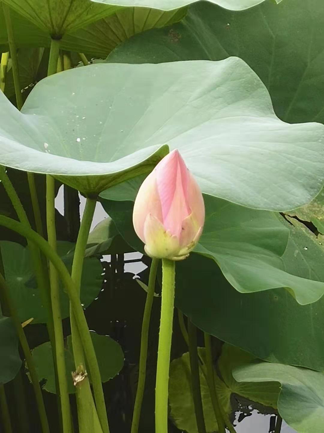 防水毯在景观湖达到“虽由人作，宛自天开”的