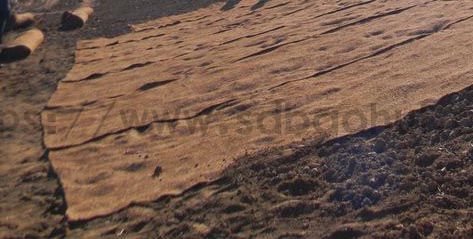 你知道城市绿化的草坪是如何一天内生长的吗？