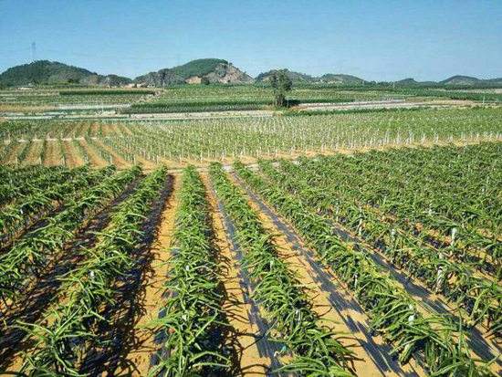 园艺地布对杂草数量、种类的影响